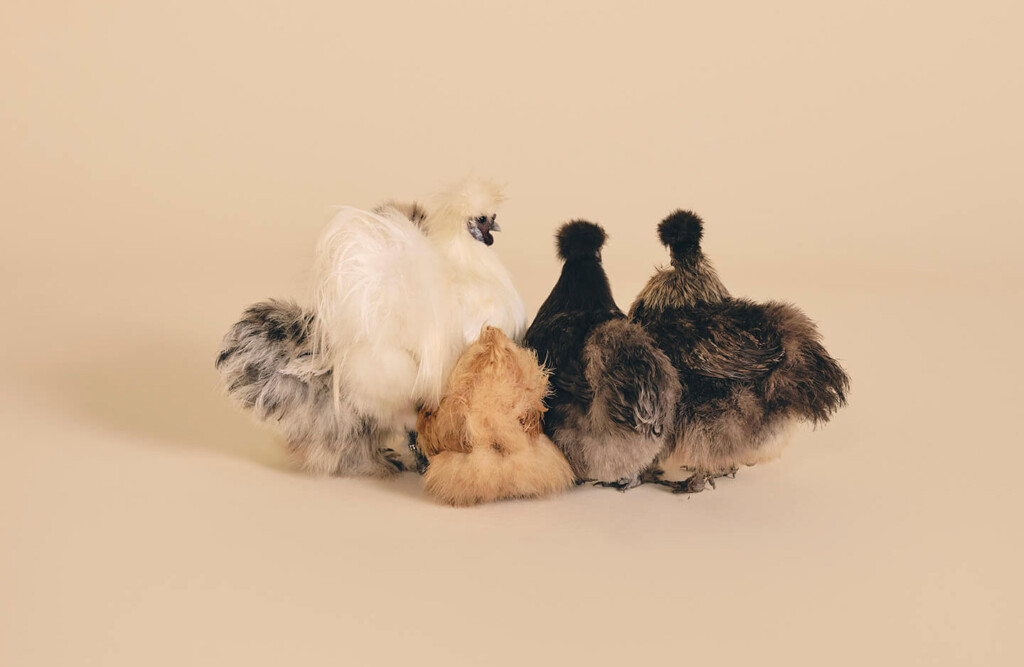 Eine Gruppe von Seidenhühnern sitzt zusammen