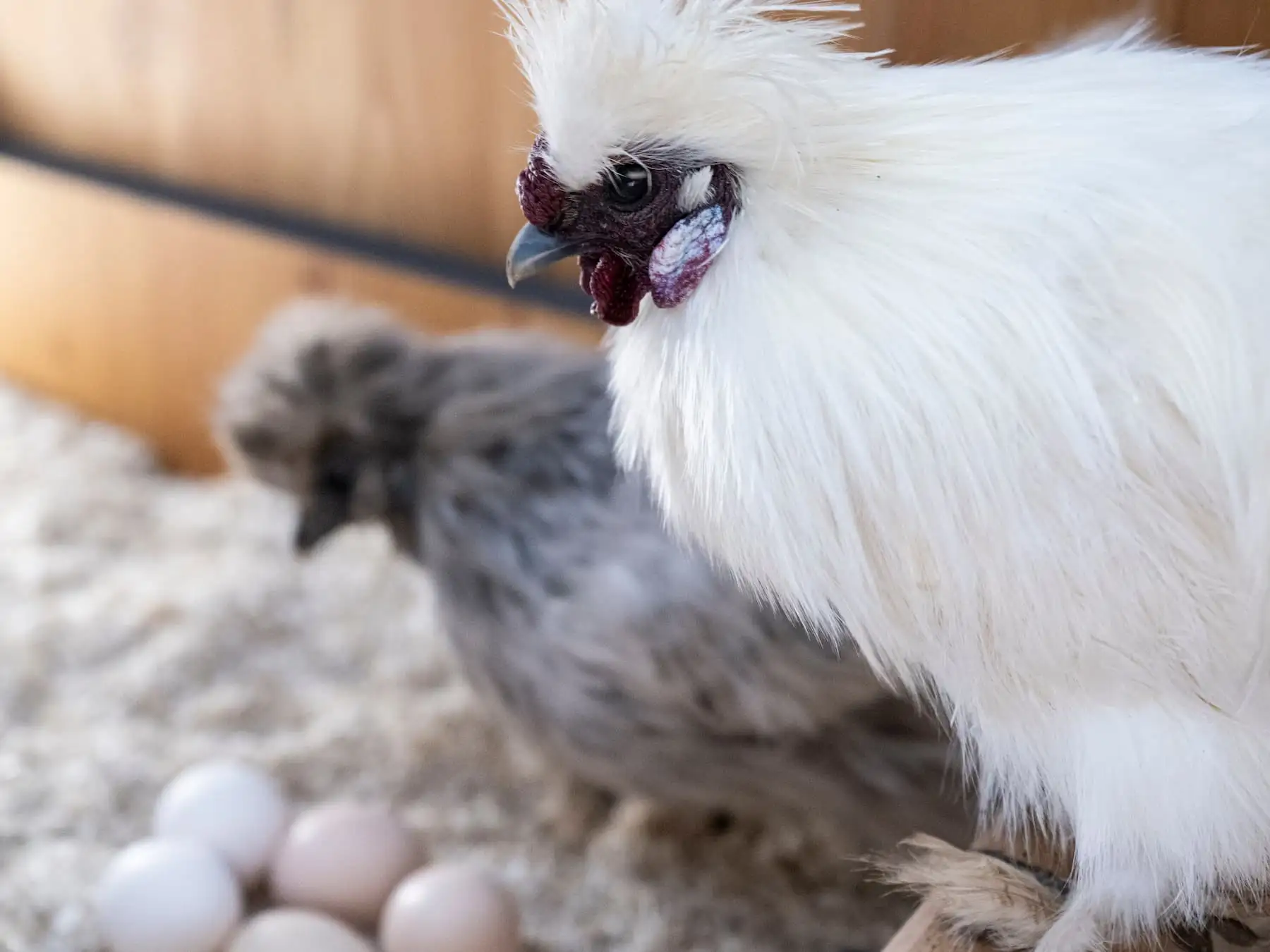 Zwei Hühner stehen bei mehreren Eiern im Stroh – tägliches Eier holen aus dem Nest.