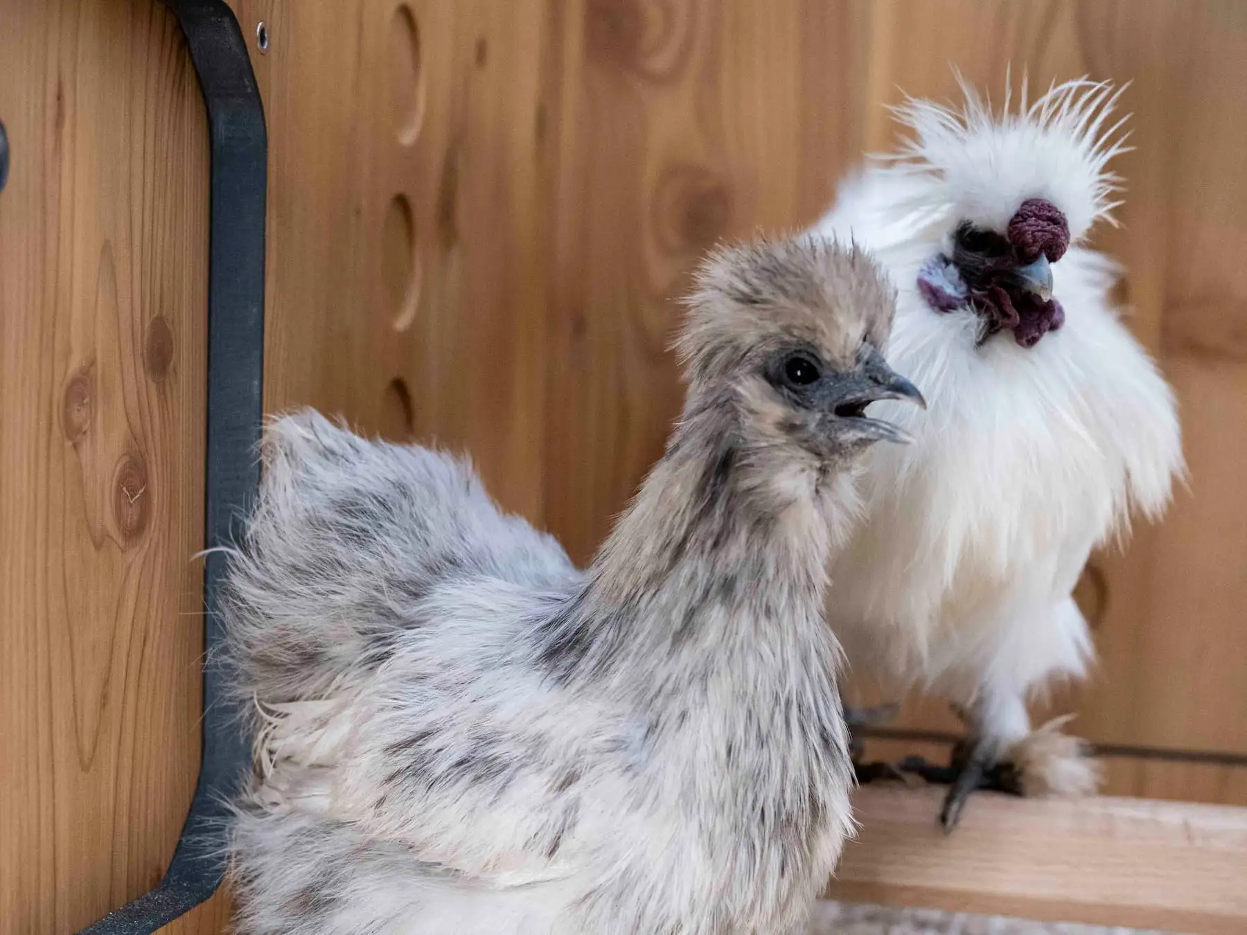 Flauschiges Huhn und Hahn stehen im Hühnerstall – abendliche Kontrolle, ob alle Hühner sicher im Stall sind.
