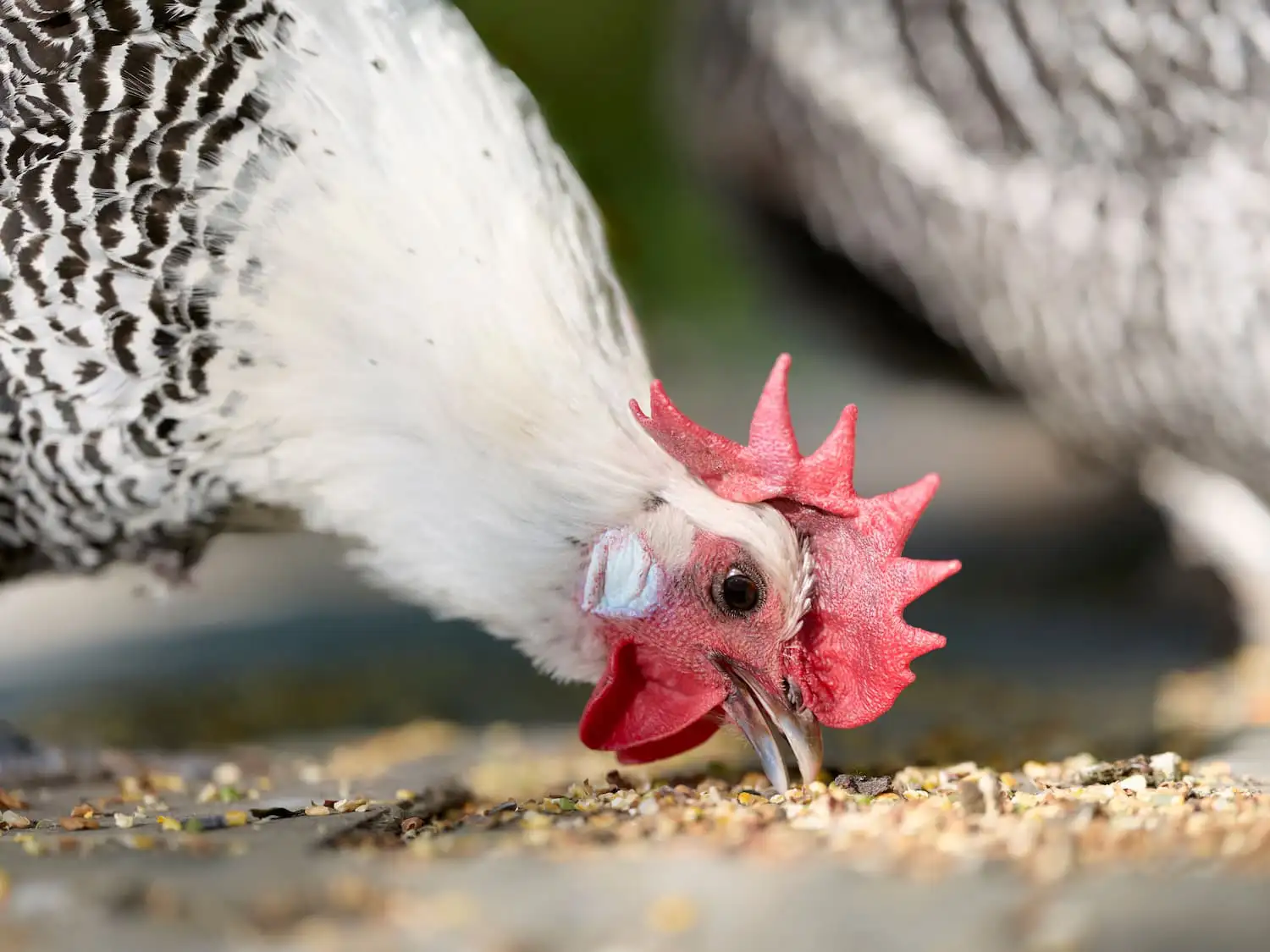 Zwei Hühner picken Körner vom Boden – tägliches Füttern der Hühner.