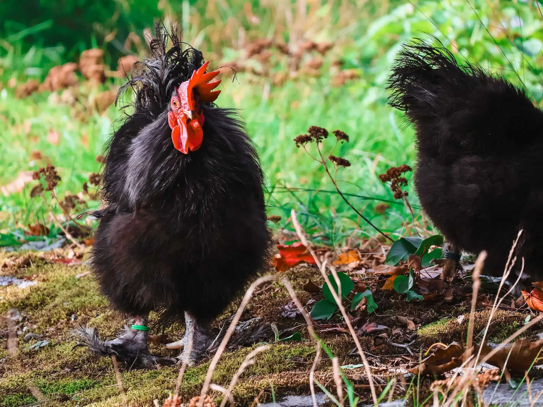 Zwei schwarze Hühner stehen im Gras zwischen Herbstlaub – Sinnbild für ausreichend Platz im richtigen Garten.