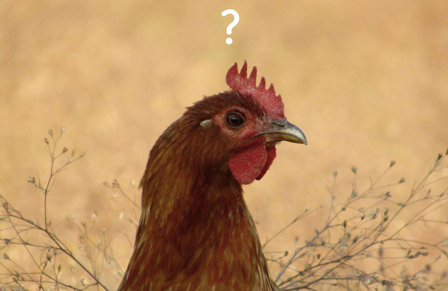 5 Fragen, die du dir vor der Anschaffung von Hühnern stellen solltest.