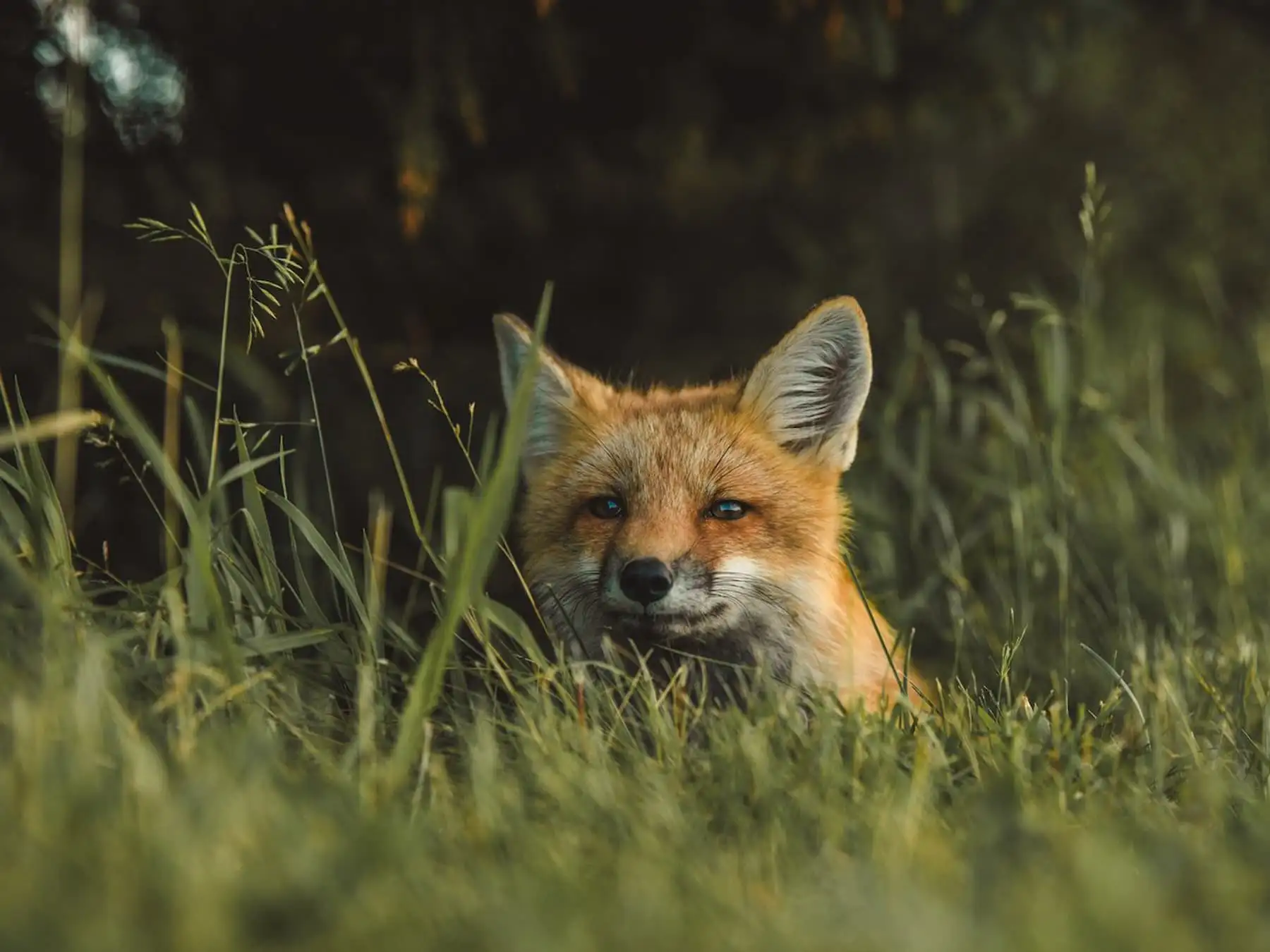 Fuchs lugt durch hohes Gras – Sinnbild für die Sicherheit des Hühnerstalls vor Raubtieren.