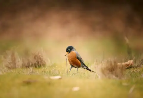 4 reasons why birds are so important for our environment.