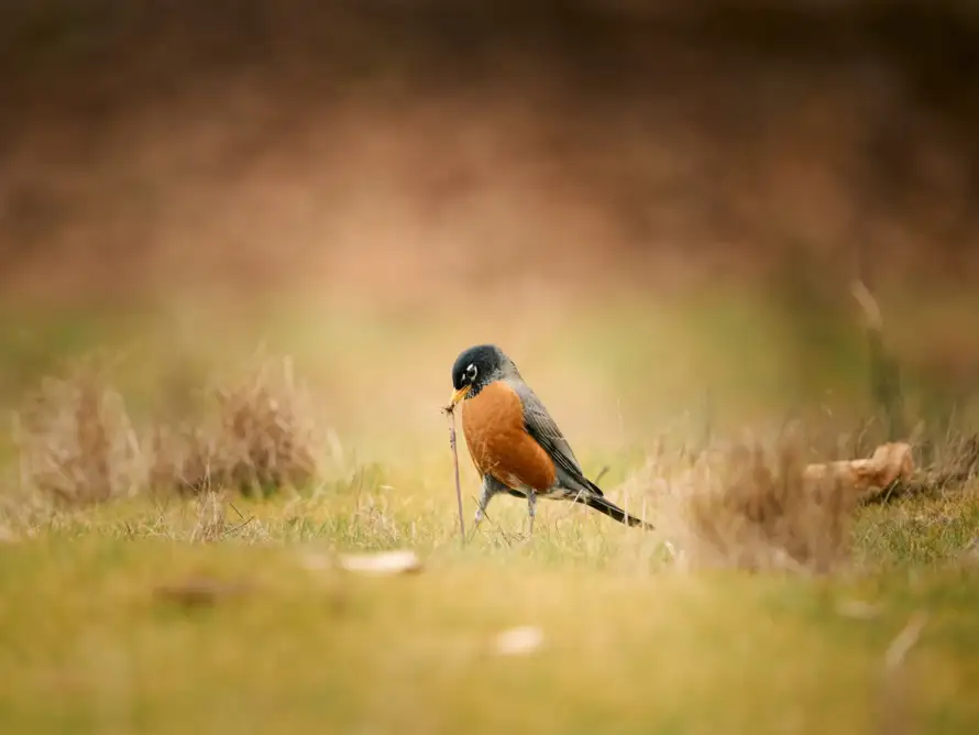 4 REASONS WHY BIRDS ARE SO IMPORTANT FOR OUR ENVIRONMENT.