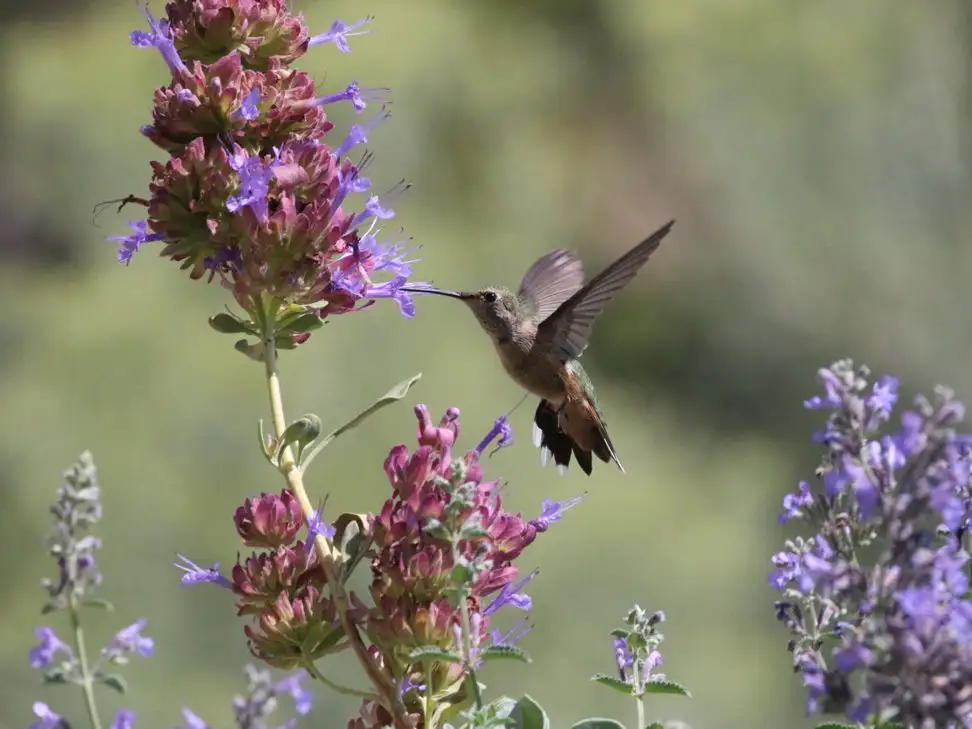 Kolibri fliegt an lilafarbenen Blüten und bestäubt sie im Flug.