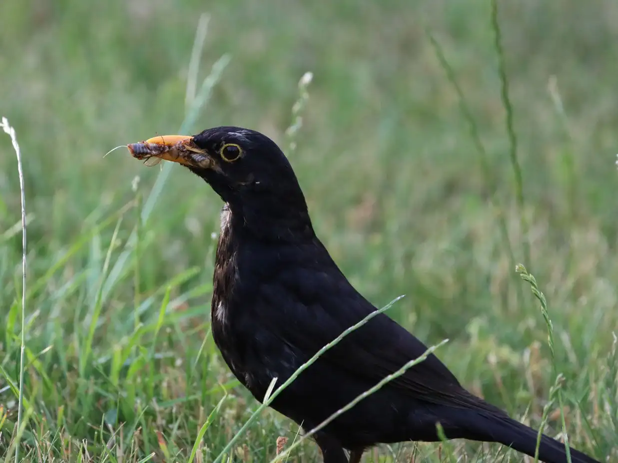 Amsel mit gelbem Schnabel steht im Gras – natürlicher Helfer bei der Schädlingsbekämpfung.