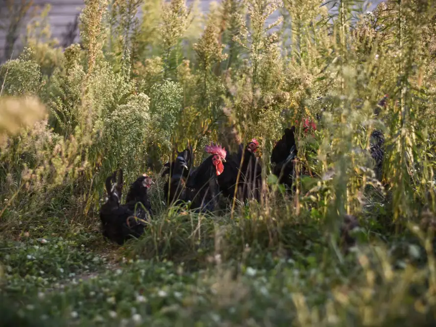 6 STEPS TO MAKE YOUR CHICKEN RUN SPECIES-APPROPRIATE.