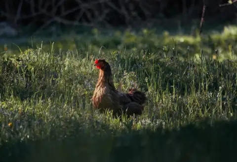 Why chickens are amazingly self-reliant.