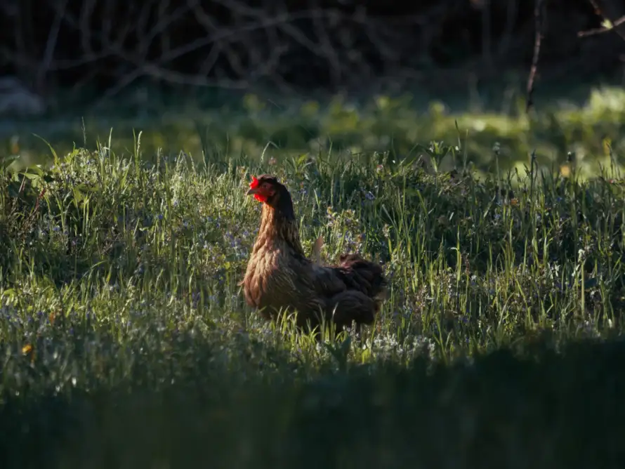 WHY CHICKENS ARE AMAZINGLY SELF-RELIANT.
