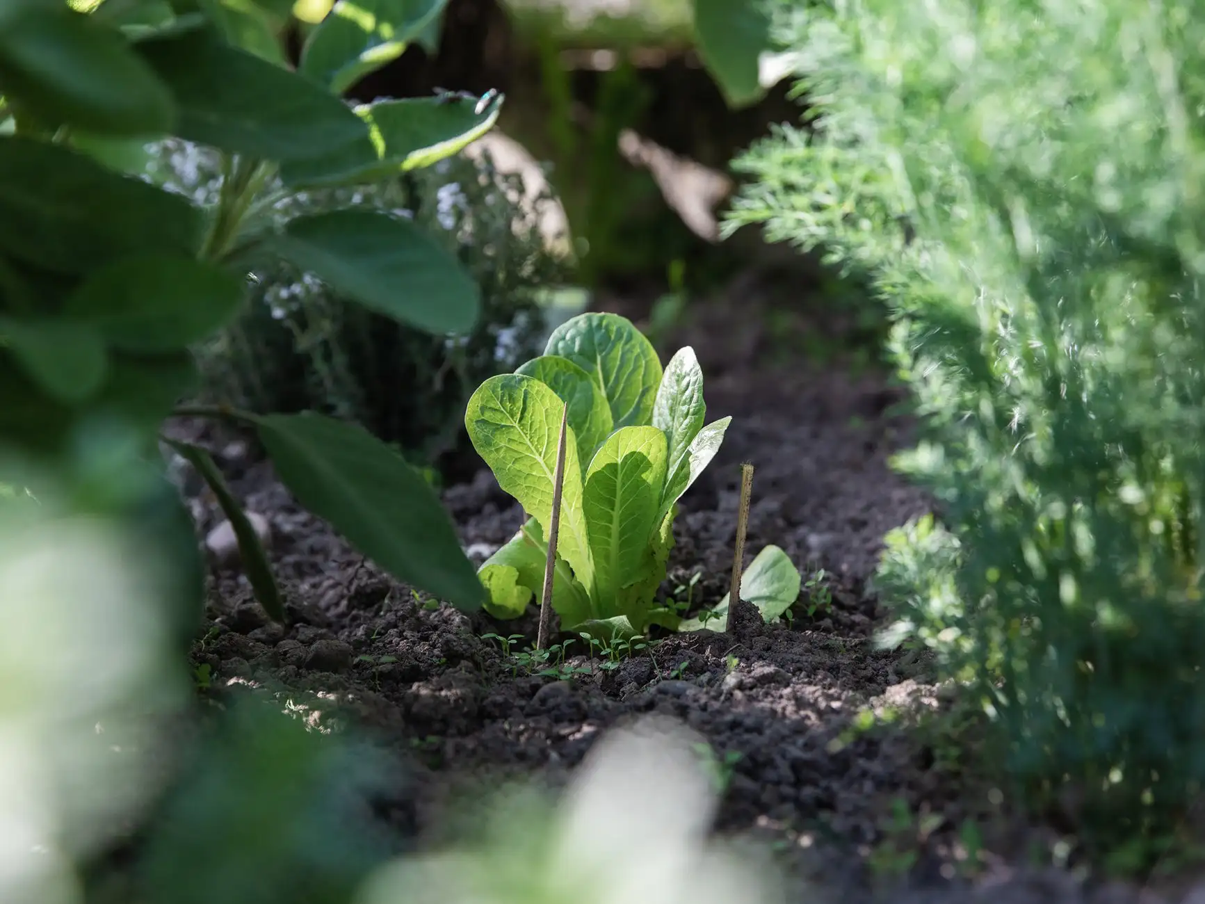 Junge Salatpflanze wächst im Gartenbeet – geeignetes Gemüse als Vorspeise für Hühner.