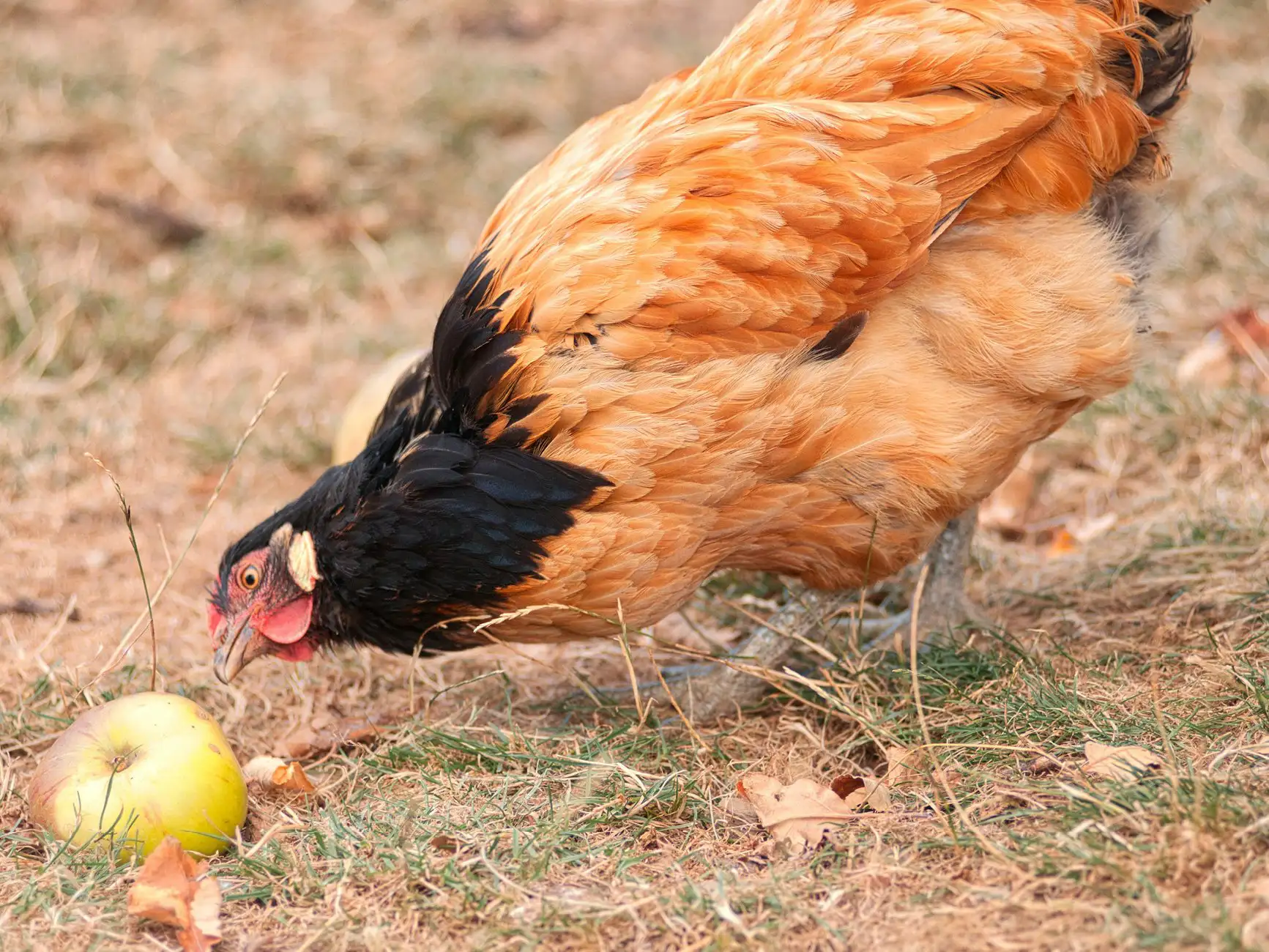 Braunes Huhn senkt den Kopf zu einem grünlich-gelben Apfel am Boden – Obst als Dessert für Hühner.