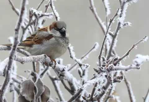Why feeding birds is so important.