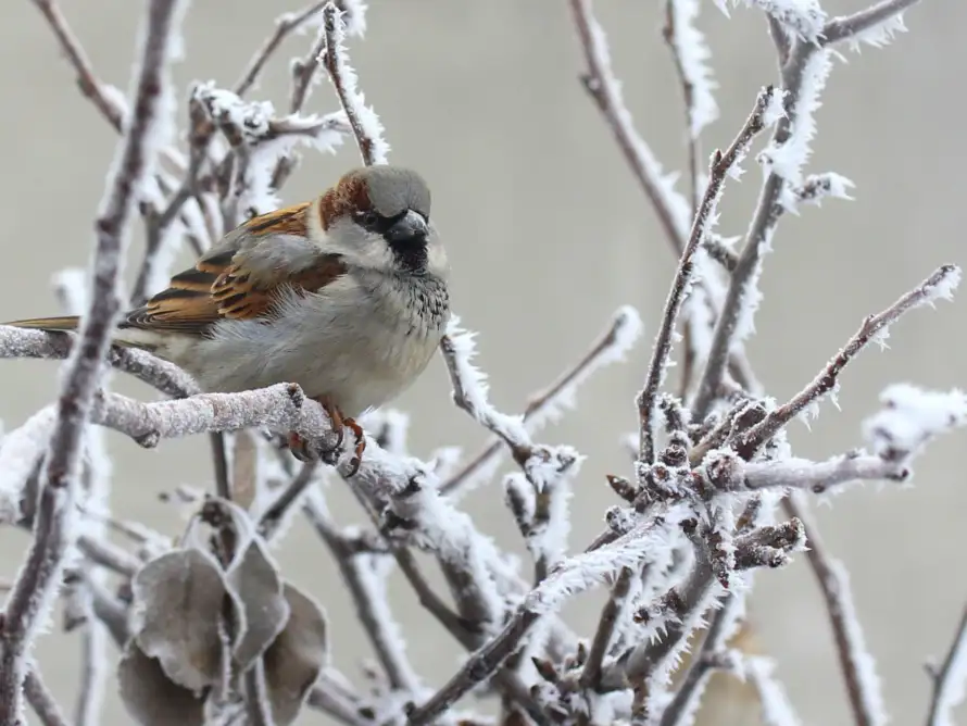Wieso das Vogelfüttern so wichtig ist.