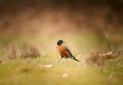 4 reasons why birds are so important for our environment.
