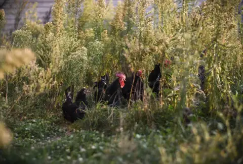 6 steps to make your chicken run species-appropriate.