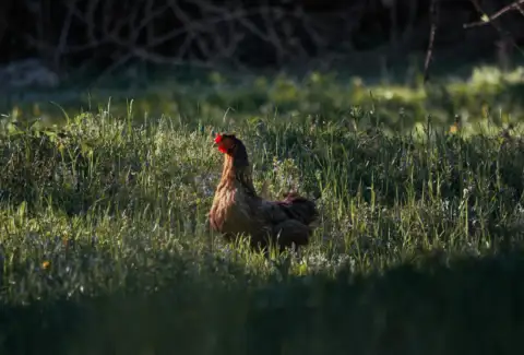 Why chickens are amazingly self-reliant.