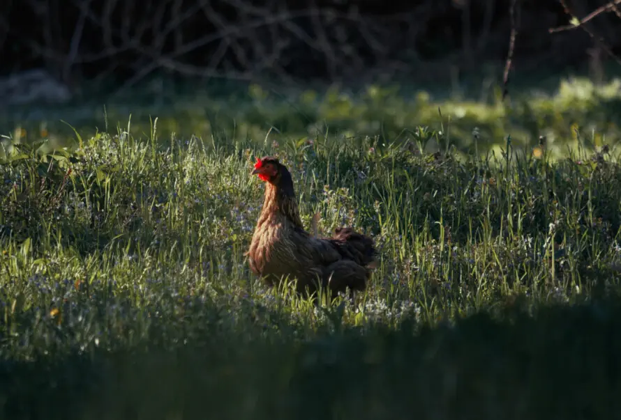 WHY CHICKENS ARE AMAZINGLY SELF-RELIANT.