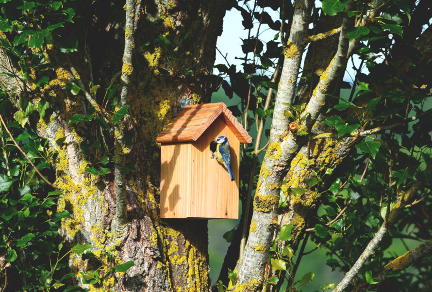 7 ideas on how to attract more birds to your garden!