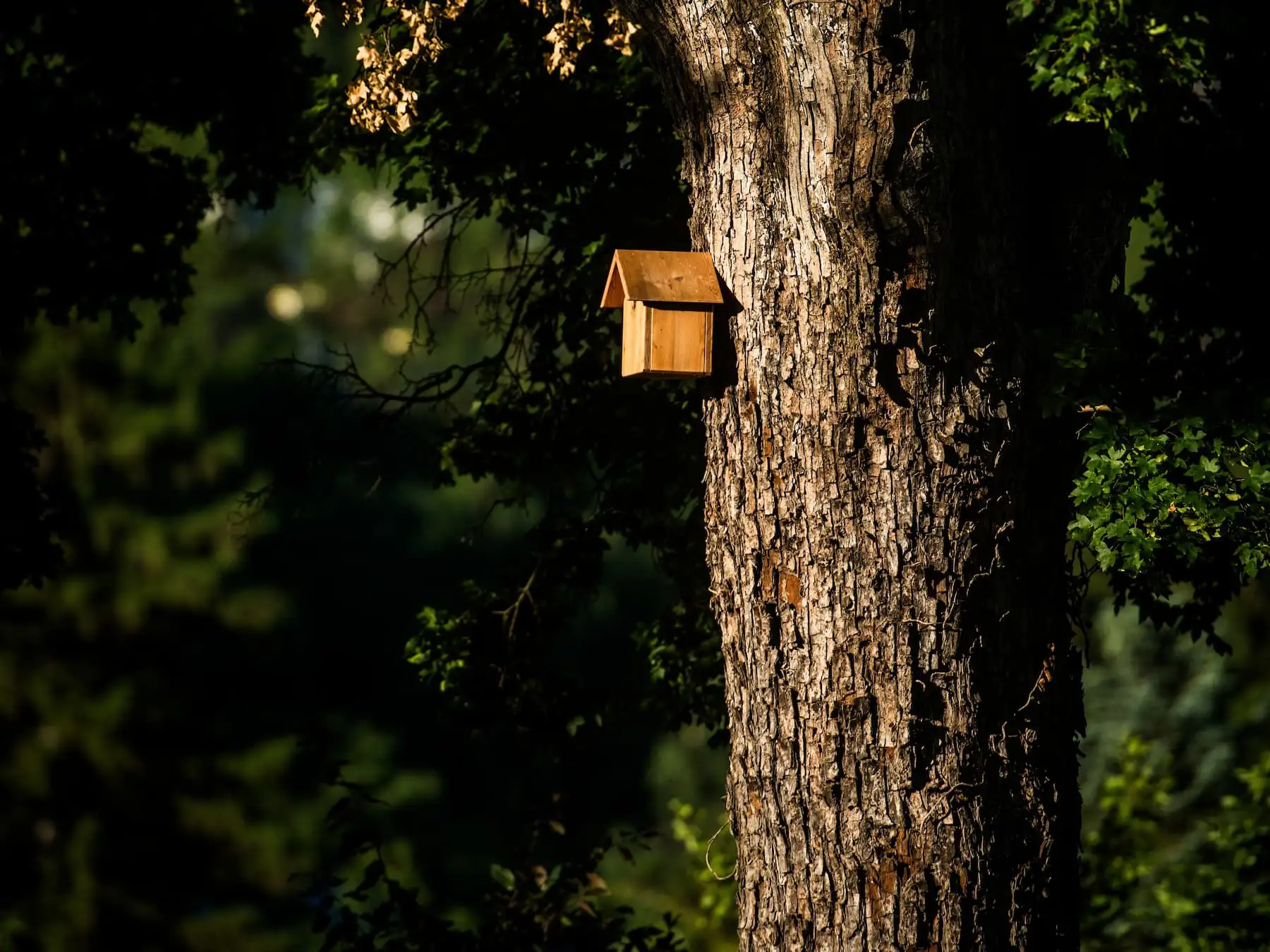 Hanehus Nistkasten hängt hoch an einem Baumstamm im Garten – bereit für die Vogelbrut.