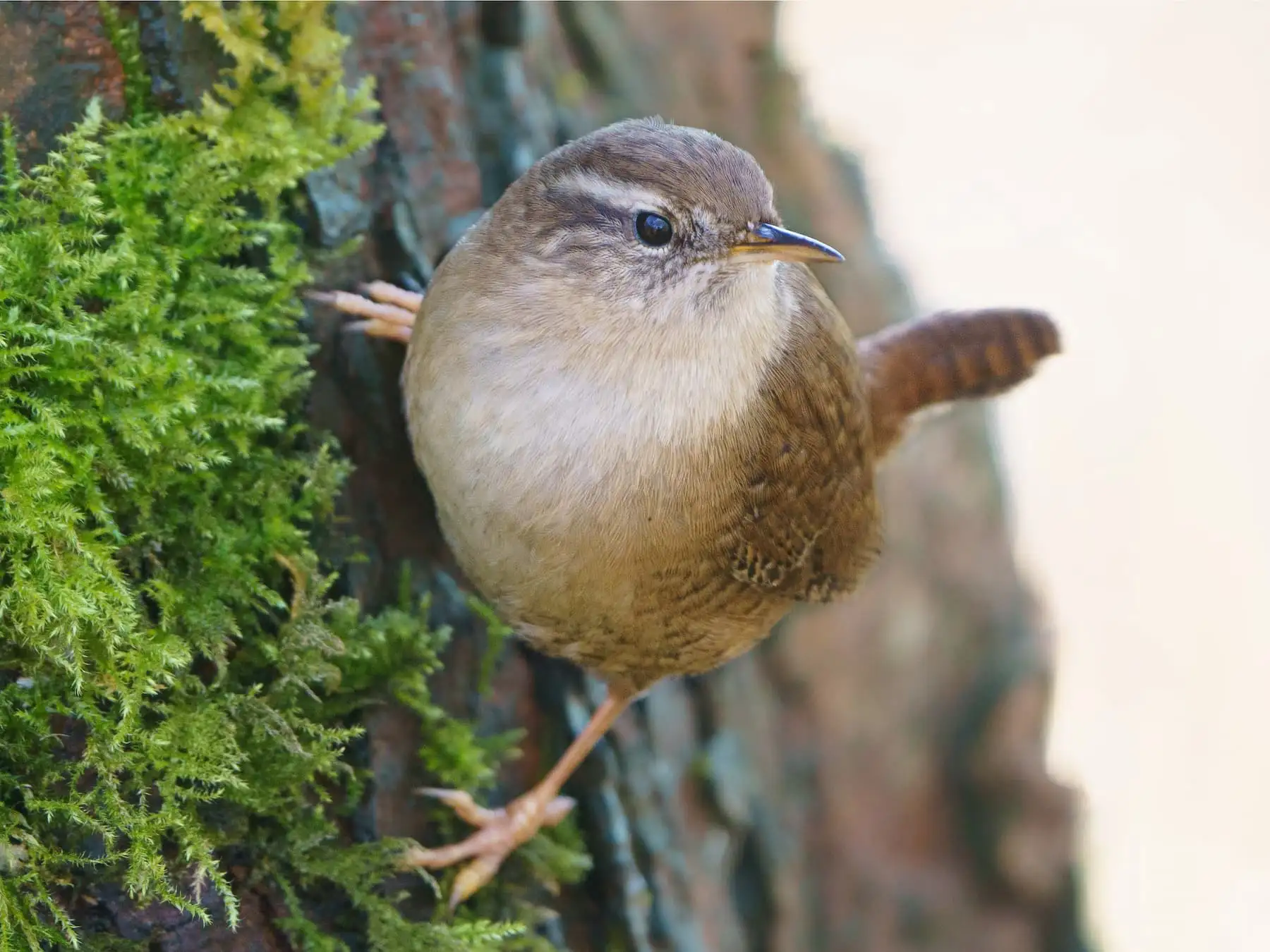 Zaunkönig sitzt mit aufgestelltem Schwanz auf moosbewachsener Baumrinde – Sinnbild für Vögel als Bioindikatoren.