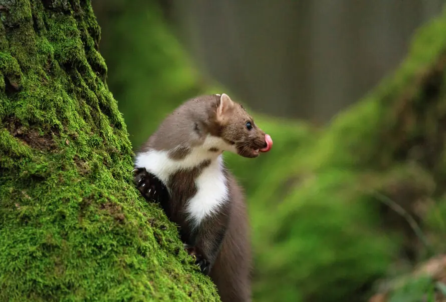 Wie du Fuchs, Marder & Co besiegst!