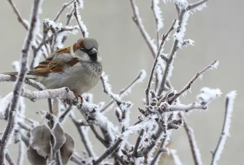Why feeding birds is so important.