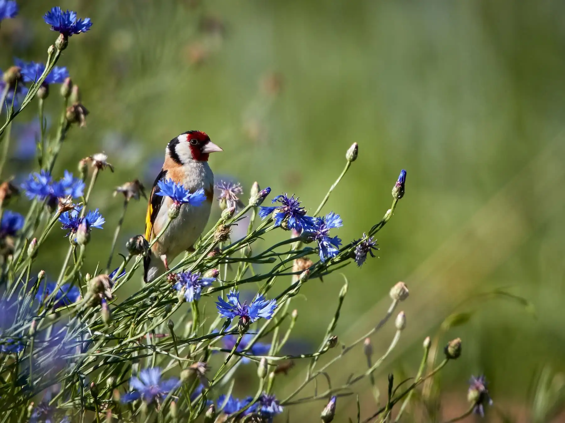 Stieglitz sitzt auf blauen Kornblumen – blühende Stauden als Nahrungsquelle für Gartenvögel.