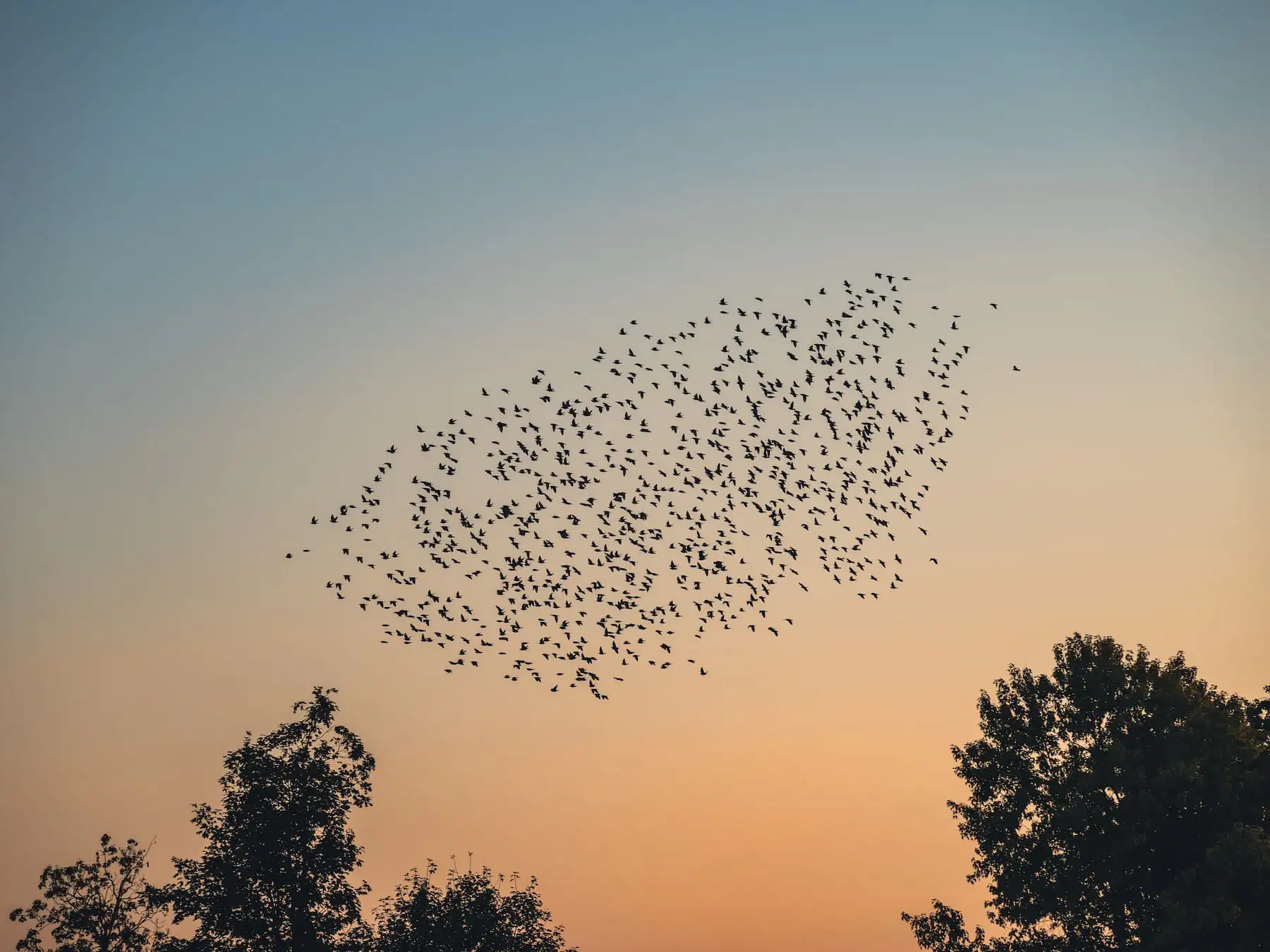 Großer Vogelschwarm formt eine Wolke am Abendhimmel – Sinnbild für die Vernetzung von Ökosystemen durch Vögel.