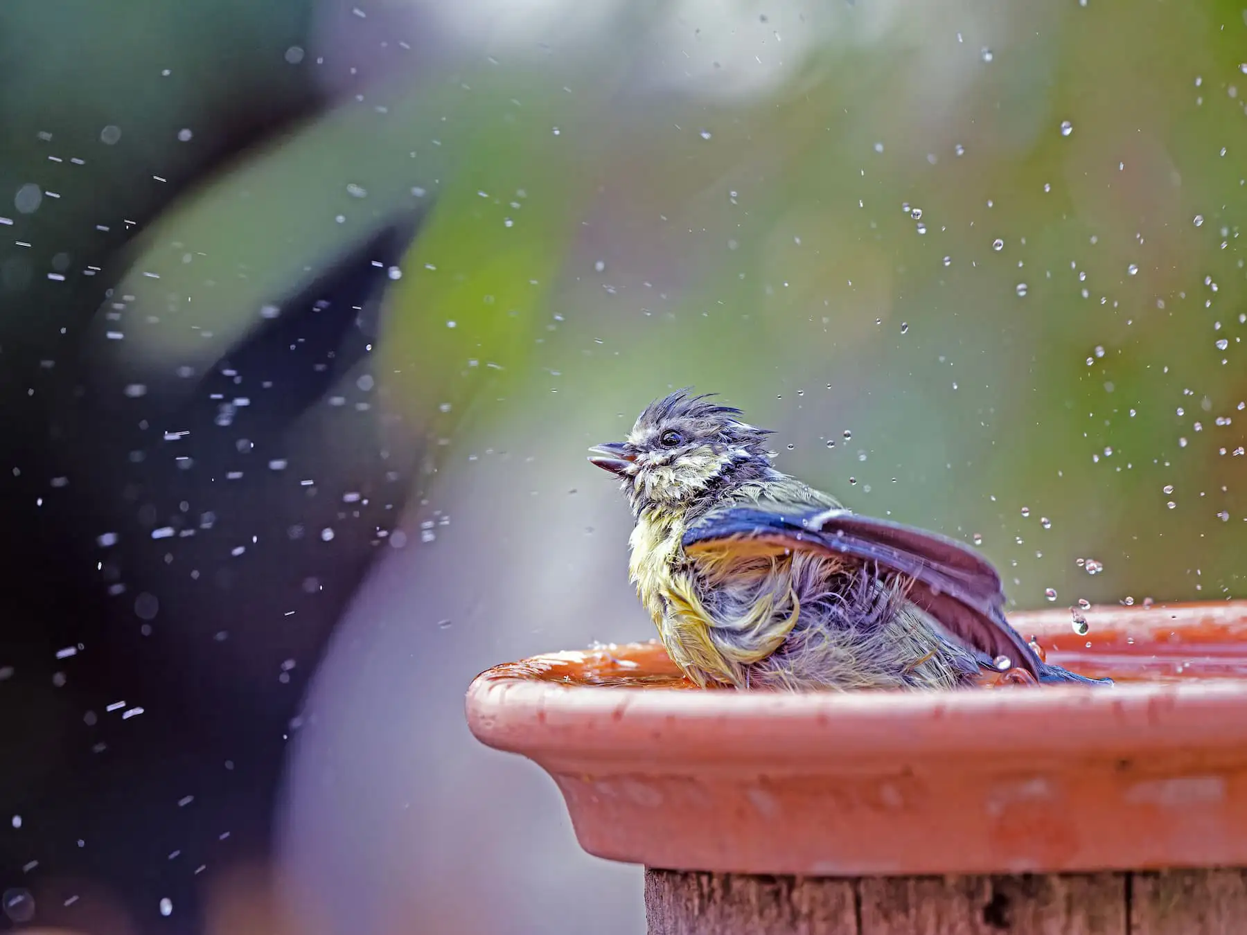 Blaumeise badet in einer flachen Wasserschale – Wasserstelle zum Trinken und Baden für Vögel.