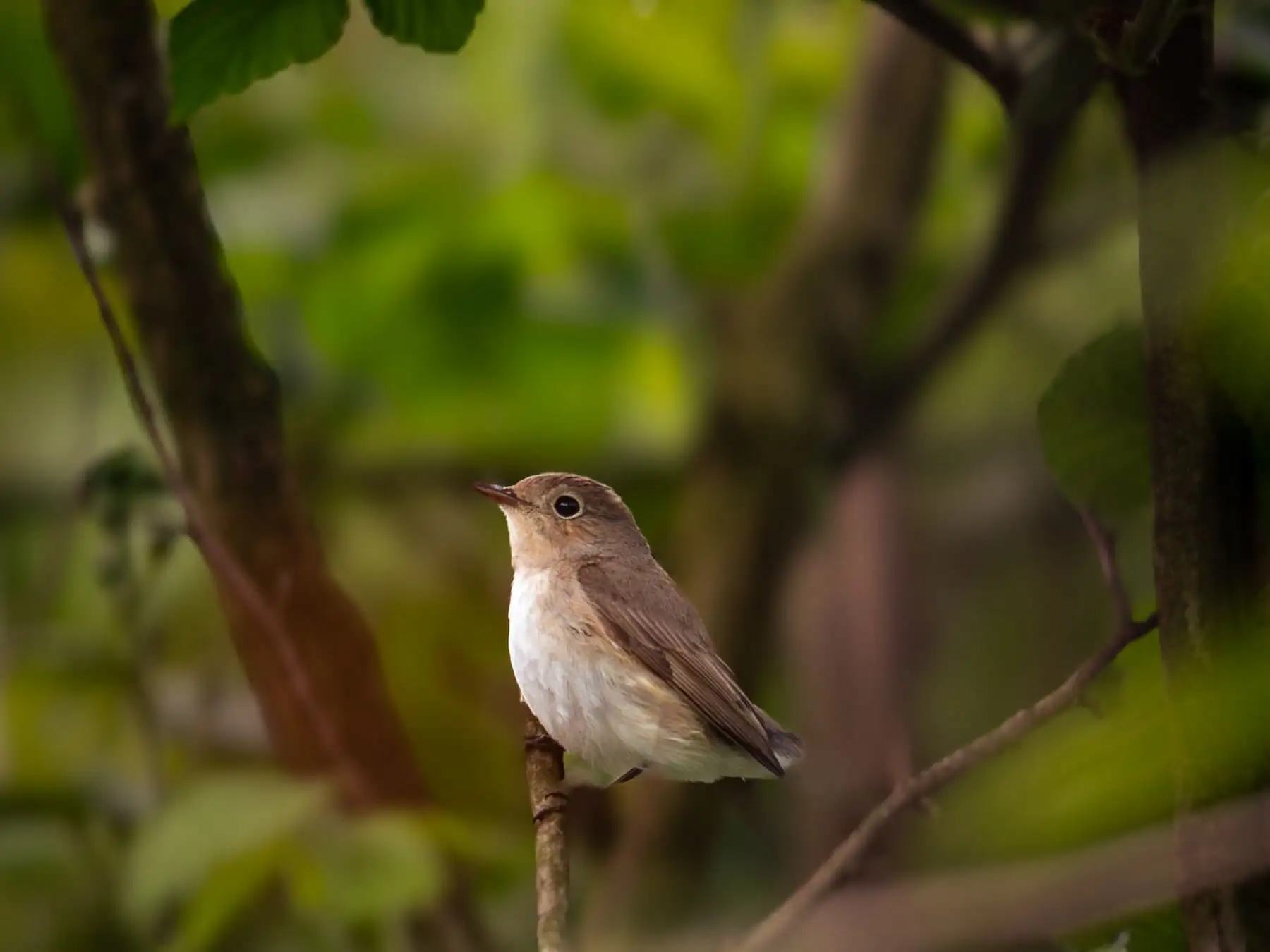 Kleiner Vogel sitzt auf einem dünnen Ast zwischen grünen Blättern – Lebensraum durch Wildgehölze.