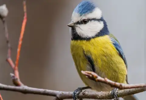 7 ideas on how to attract more birds to your garden!