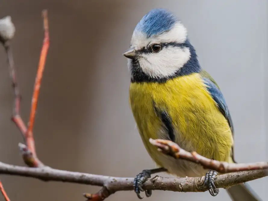 7 ideas on how to attract more birds to your garden!