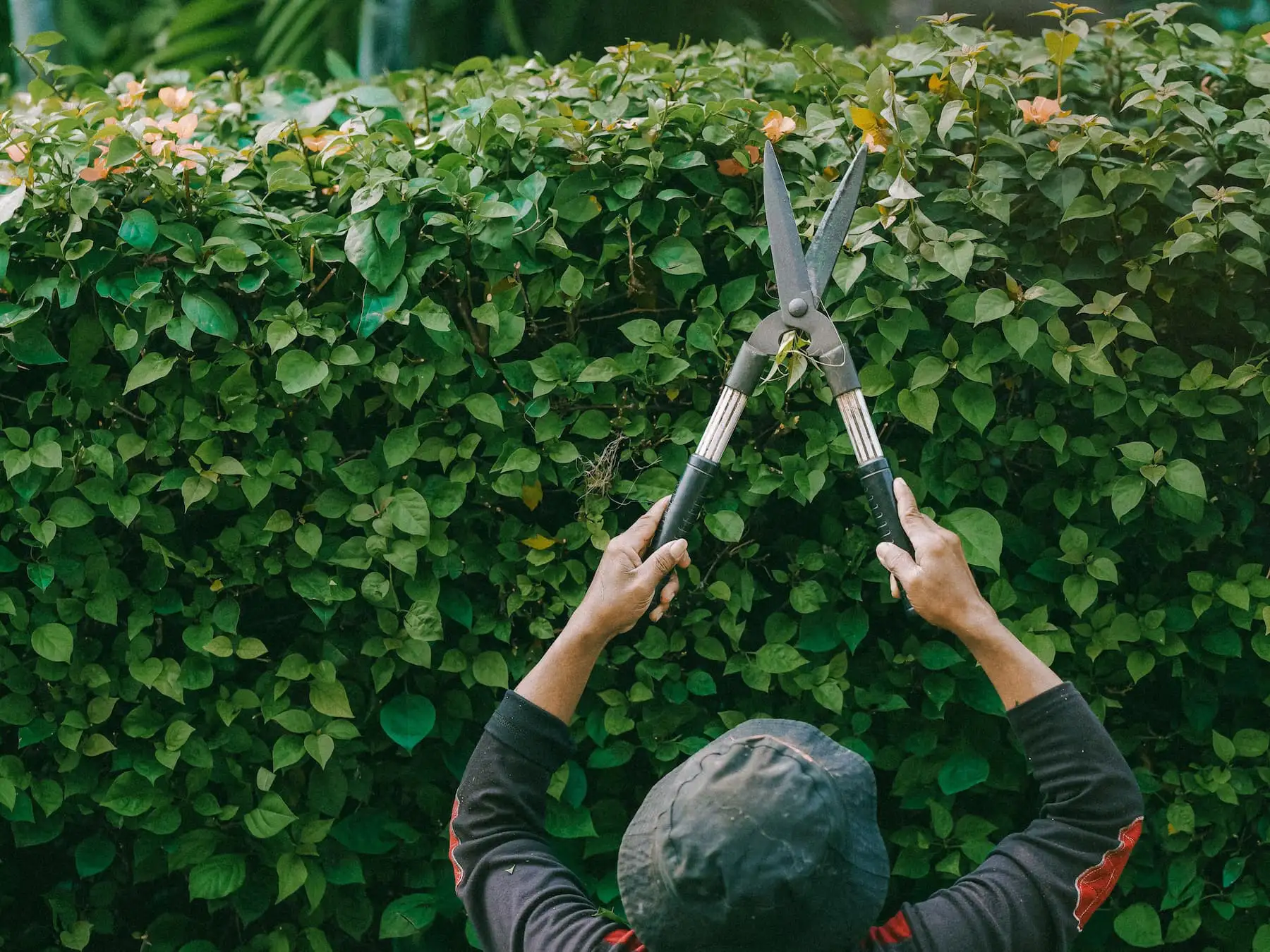 Person schneidet eine grüne Hecke mit einer Gartenschere – Sinnbild für einen windgeschützten Stallstandort.