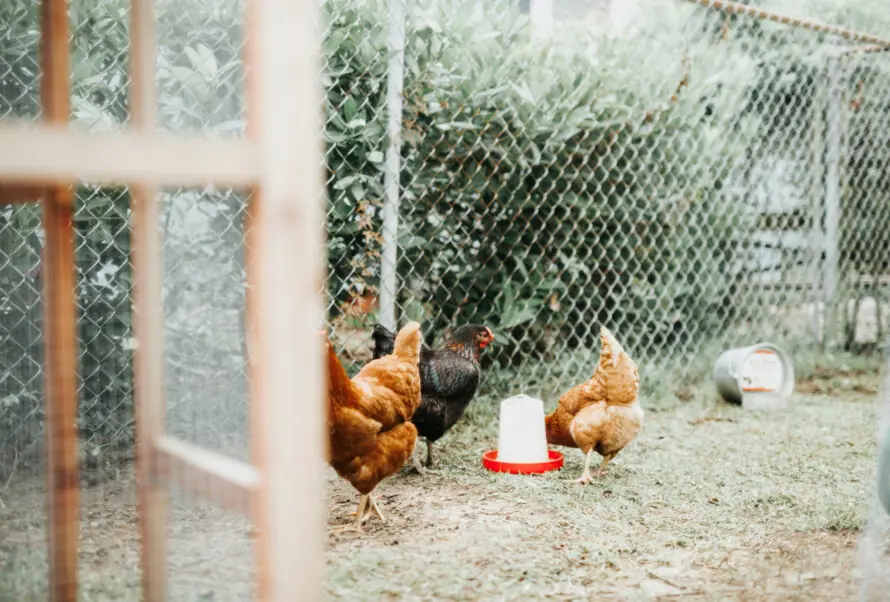 These dangers lurk for your chickens! 