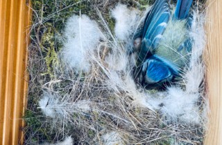 Which bird prefers which nesting site?