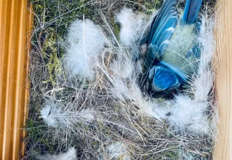Which bird prefers which nesting site?