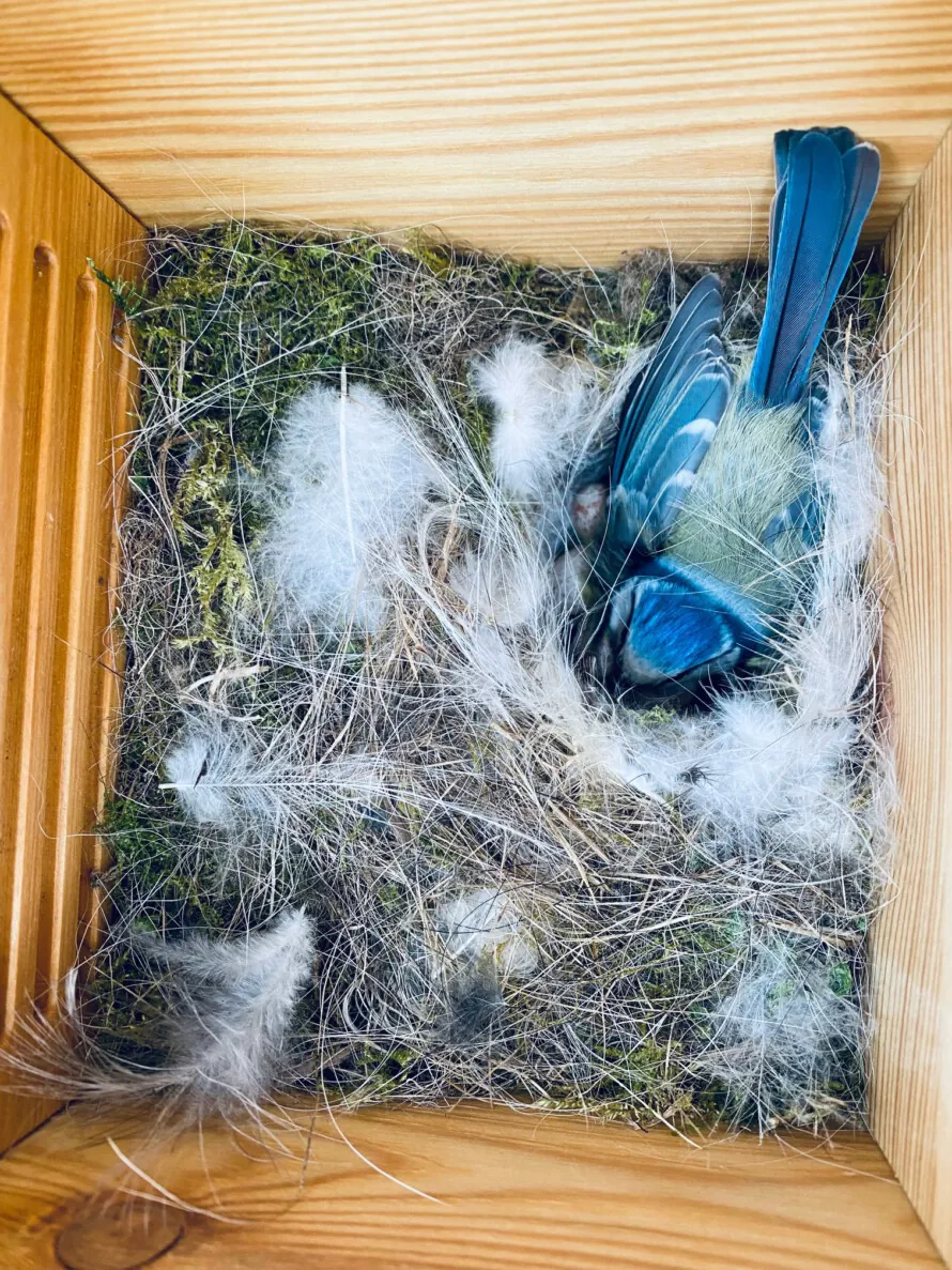 Which bird prefers which nesting site?