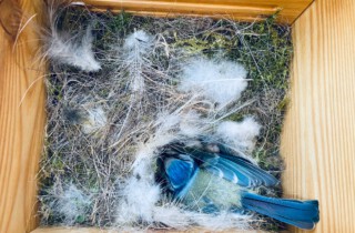 Welcher Vogel bevorzugt welchen Nistplatz?
