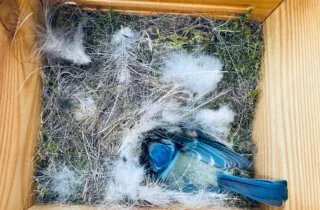 Welcher Vogel bevorzugt welchen Nistplatz?