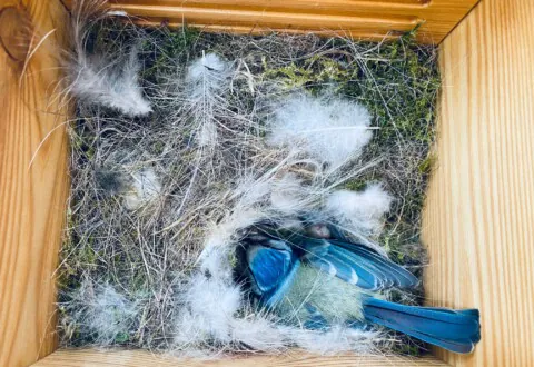 Welcher Vogel bevorzugt welchen Nistplatz?