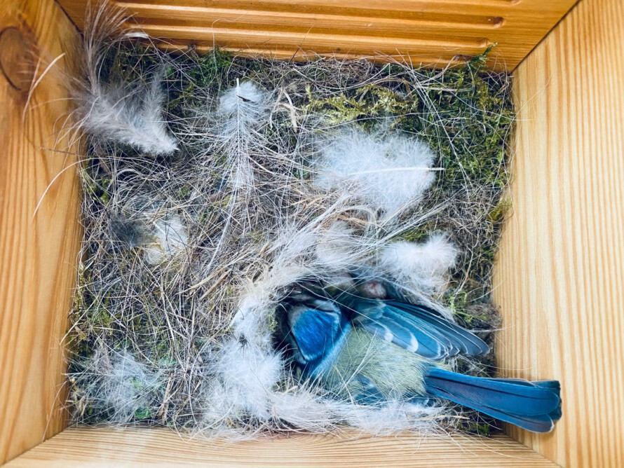 Welcher Vogel bevorzugt welchen Brutplatz?