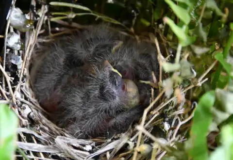 Which bird prefers which nesting site?