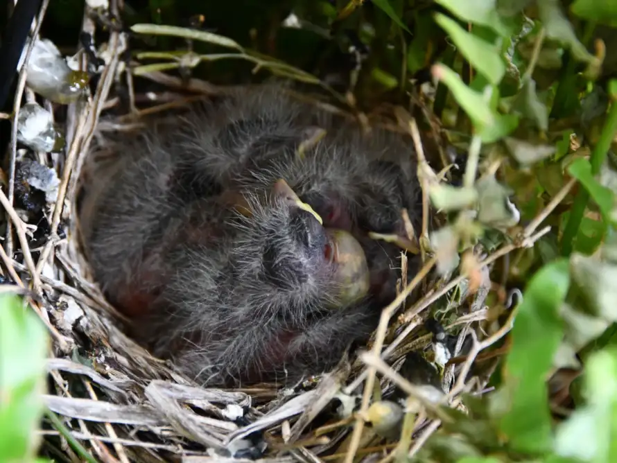 Welcher Vogel bevorzugt welchen Brutplatz?
