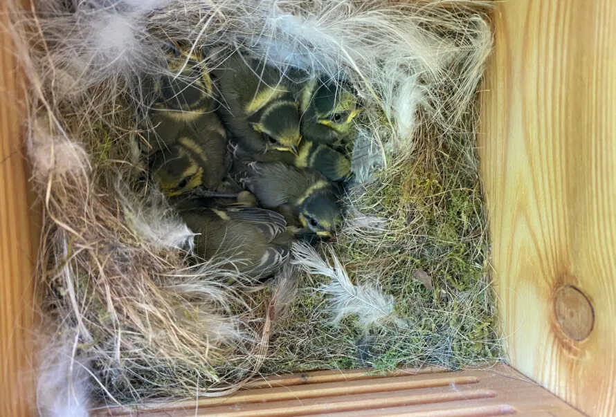 Here’s what to keep in mind when using nest boxes!
