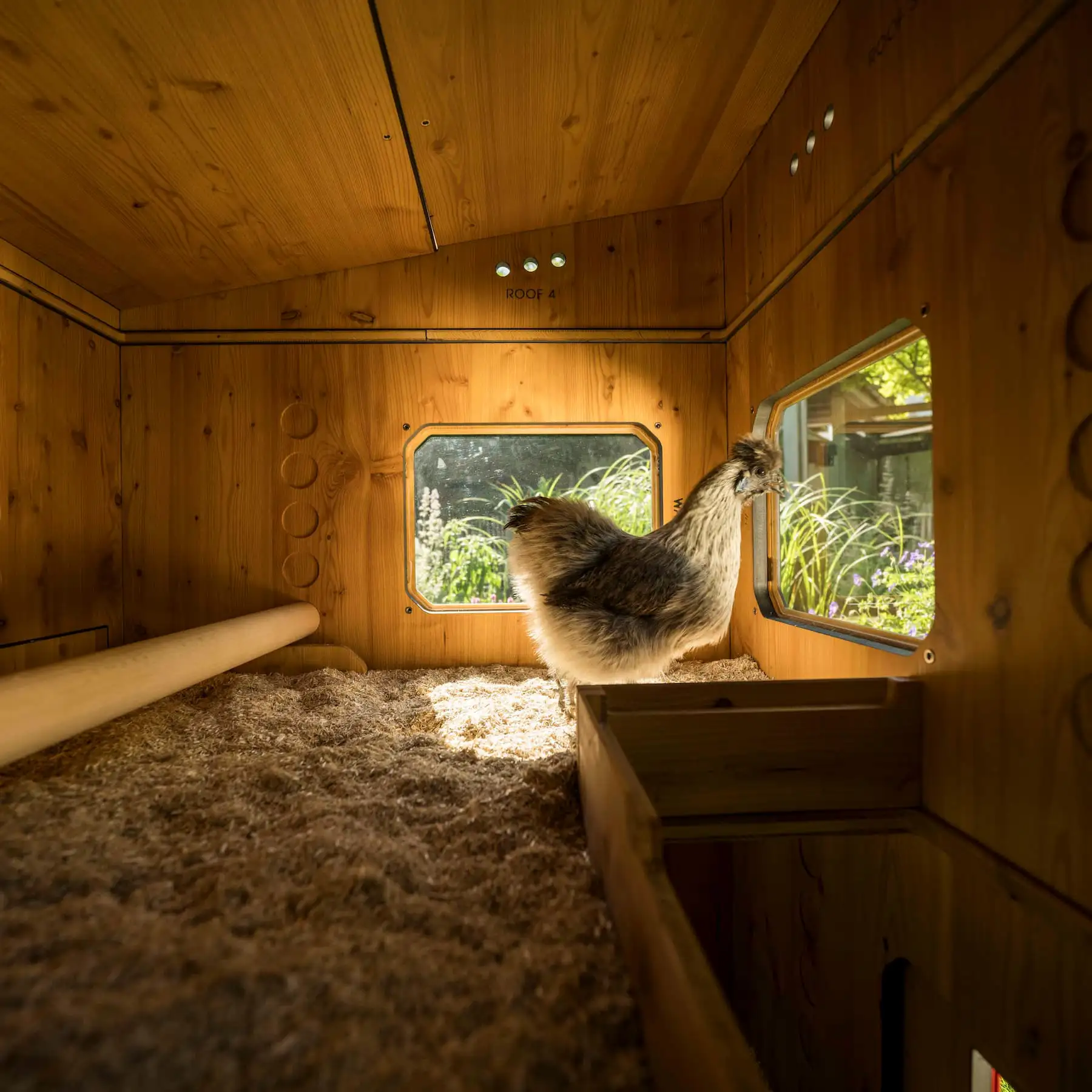 Innenansicht des Hanehus Hühnerstalls mit Huhn am Fenster, Sitzstange und dicker Einstreu im Sonnenlicht.