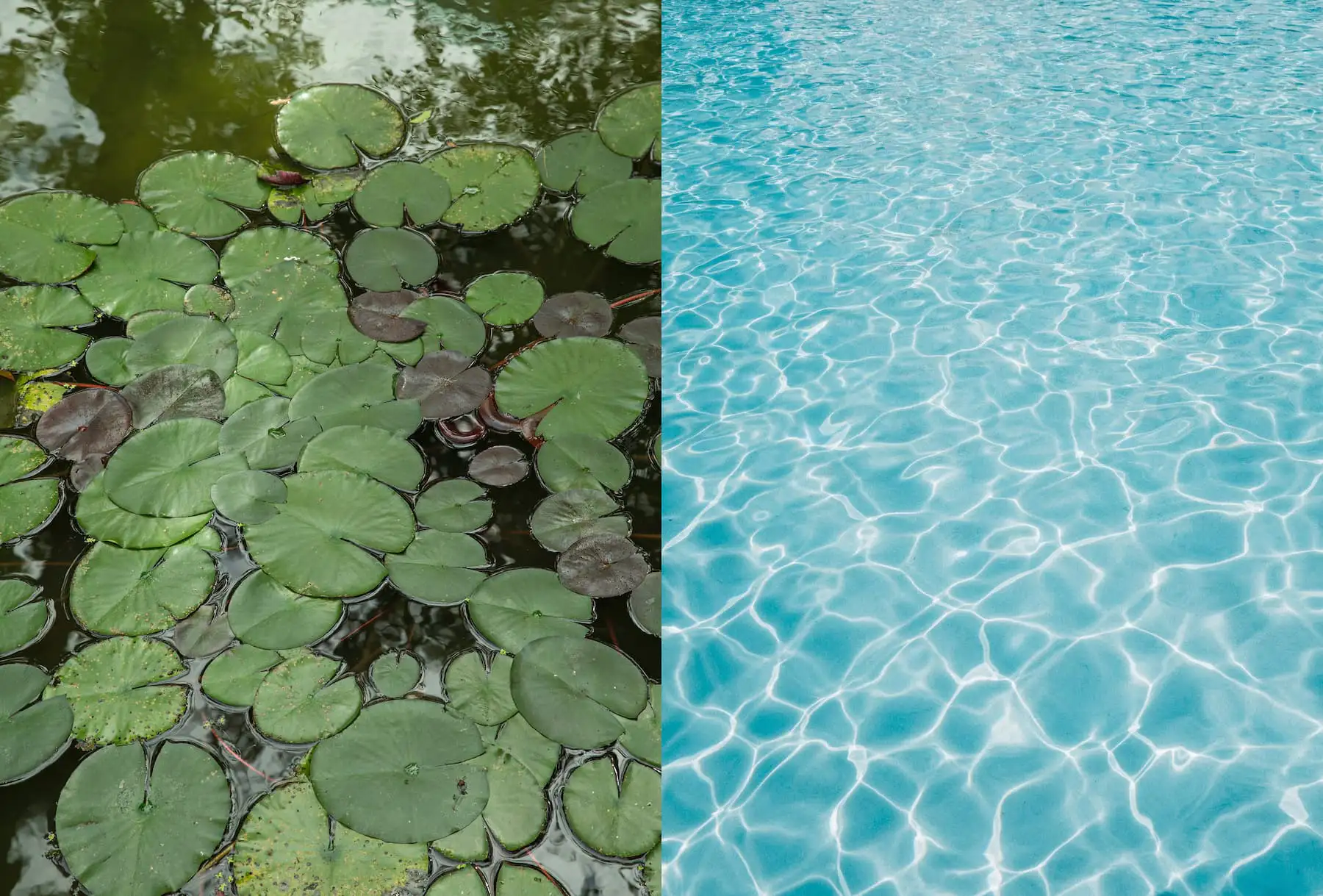 Teich mit Seerosenblättern und Pool im Vergleich – beide bergen Ertrinkungsgefahr für Hühner, die nicht schwimmen können.