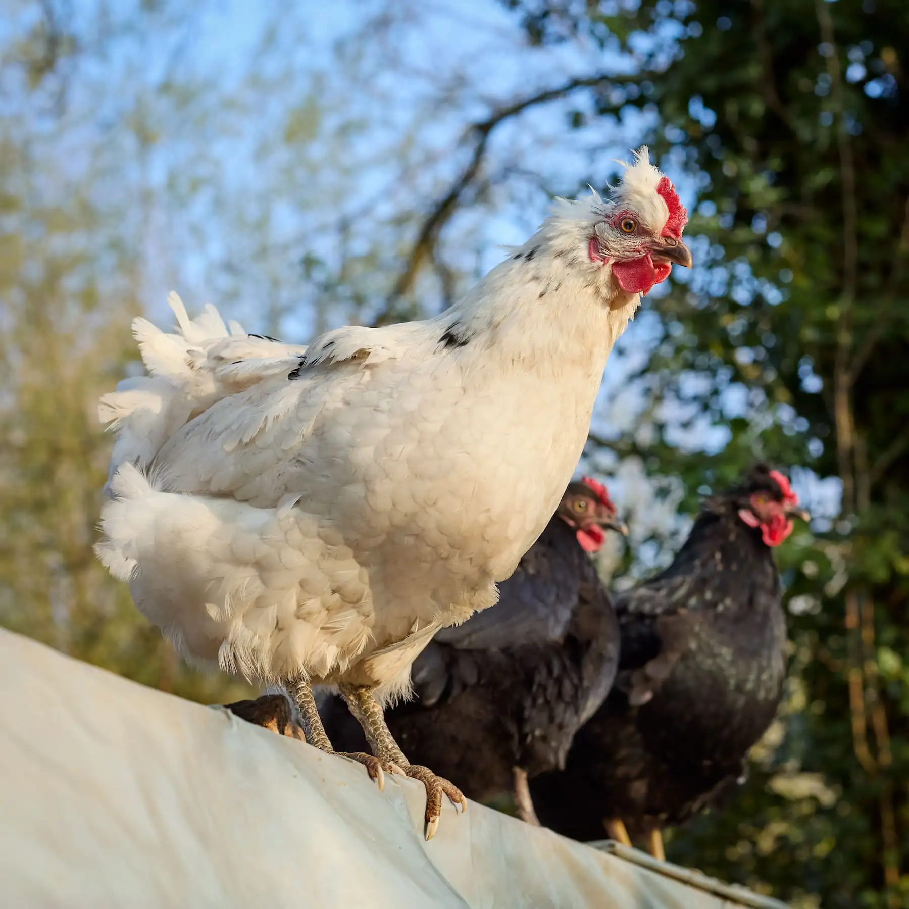 Huhn wirkt erschöpft in der Hitze, im Hintergrund zwei dunkle Hühner – Sinnbild für Hitzestress bei Hühnern.